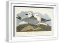 White Frame