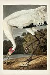 Pl 418 American Ptarmigan-John Audubon-Art Print