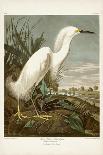 Pl 418 American Ptarmigan-John Audubon-Art Print