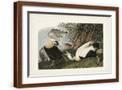 Brown Frame