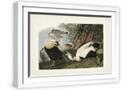 White Frame