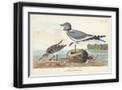 Black Frame
