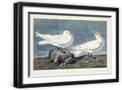 Black Frame