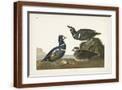 Brown Frame