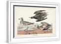 Chelsea White