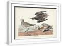 White Frame