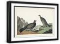 Black Frame