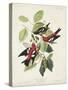 Stretched Canvas