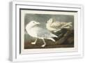 White Frame