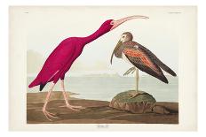 Pl. 27 Red-headed Woodpecker-John Audubon-Art Print