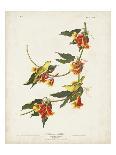 Pl 137 Yellow-breasted Chat-John Audubon-Art Print