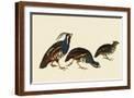 Brown Frame