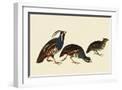 White Frame