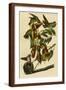 Brown Frame