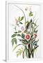 Gramercy White