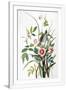 Gramercy White