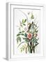 White Frame