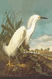 Snowy Egret-John James Audubon-Art Print