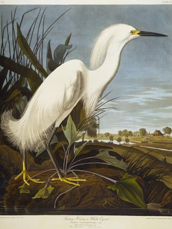 Snowy Heron or White Egret / Snowy Egret