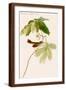 Brown Frame