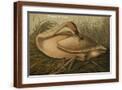 Brown Frame