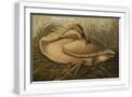 White Frame