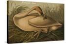 Stretched Canvas