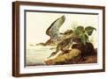Brown Frame