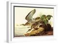White Frame