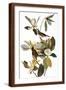 Brown Frame