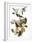 White Frame