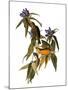 Wood Mount