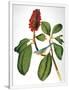 Gramercy White