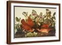 Brown Frame