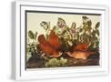 White Frame