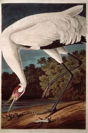 Whooping Crane, from "Birds of America"