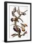 Black Frame