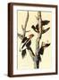 Brown Frame