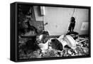 Framed Canvas