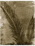 Palmetto Palm-John Kuss-Laminated Giclee Print