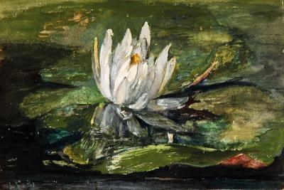 Water Lily in Sunlight, 1881