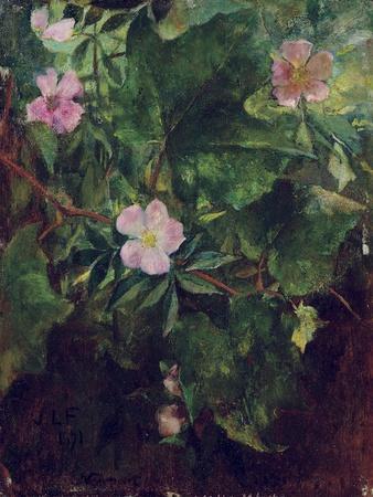 Wild Rose and Grape Vine, Study from Nature, 1871