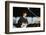 John Lennon Playing Guitar-null-Framed Photographic Print