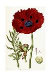 Papaver Bracteatum, 1821-1826-John Lindley-Framed Premium Giclee Print