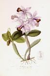 Sertum Orchidaceum-John Lindley-Framed Giclee Print