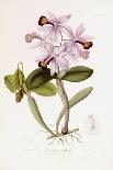 Sertum Orchidaceum-John Lindley-Giclee Print