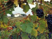 Farmhouse View Through Grapevine, Tuscany, Italy-John & Lisa Merrill-Photographic Print