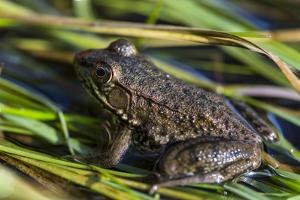 the barking frog menu