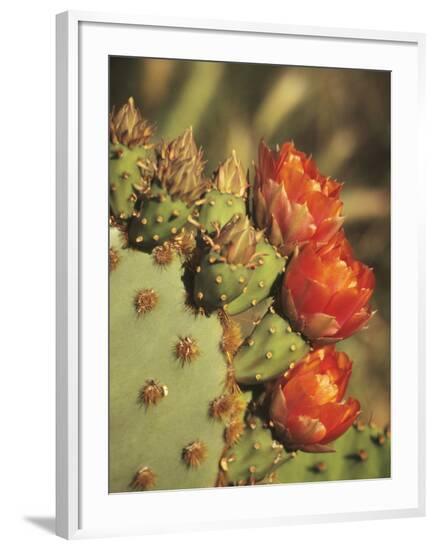 Framed Photographic Print, , large