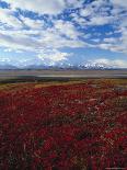 Caribou, Denali National Park, AK-John Luke-Photographic Print